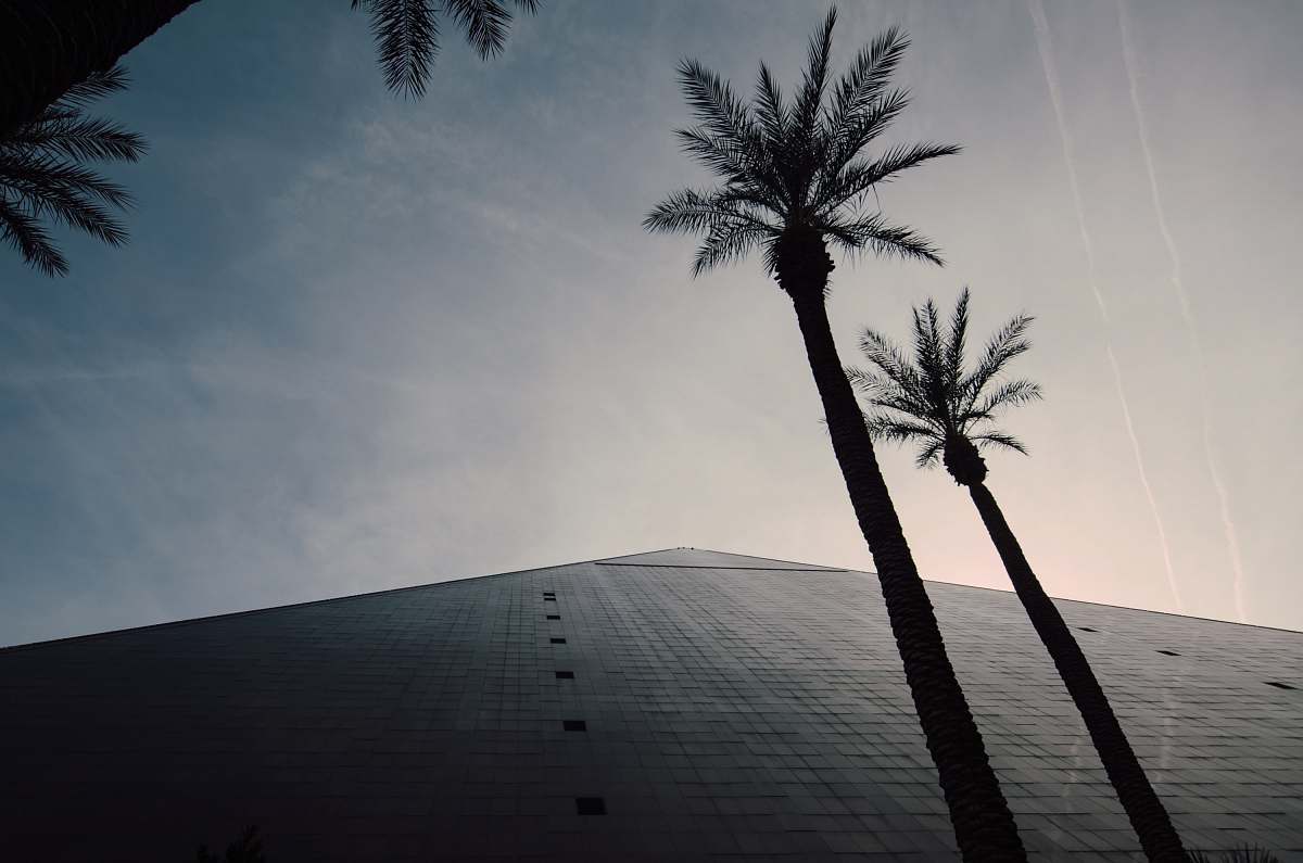 arecaceae silhouette of palm trees plant